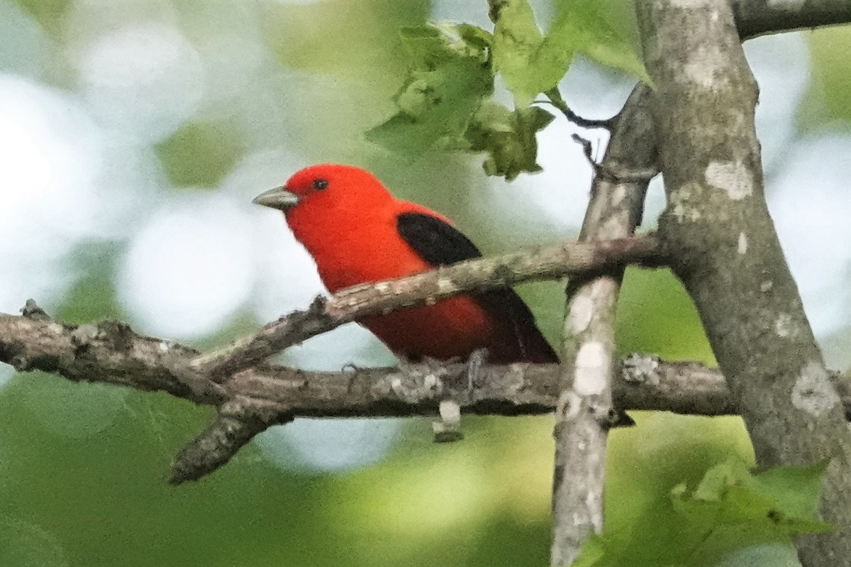Scarlet Tanager - ML573166061