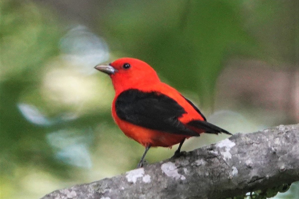 Scarlet Tanager - ML573166141