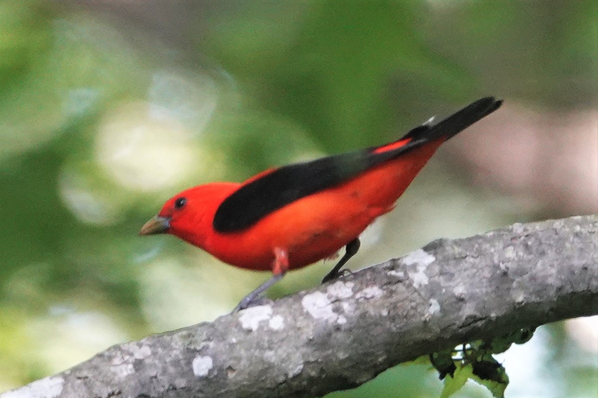 Scarlet Tanager - ML573166301