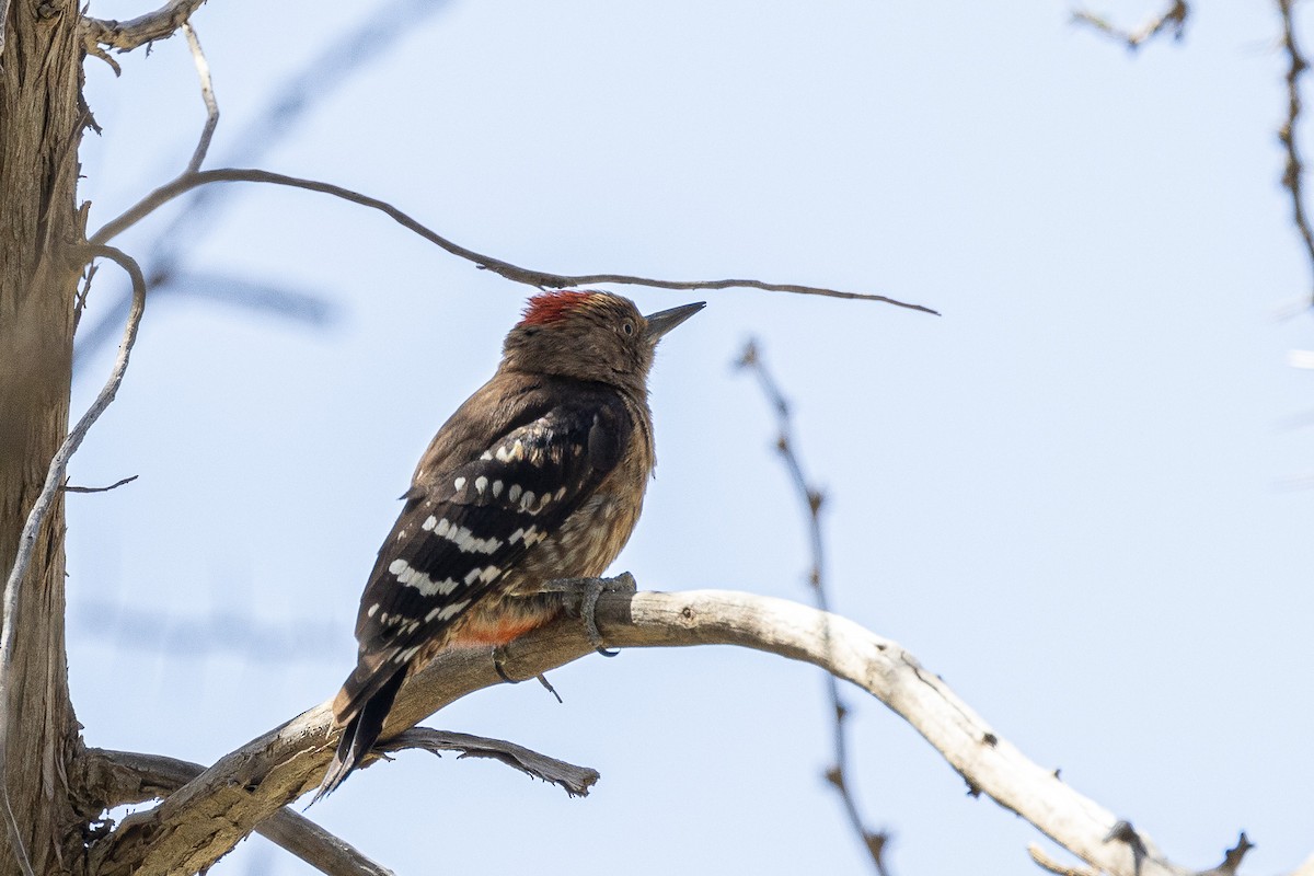 Arabian Woodpecker - ML573166341