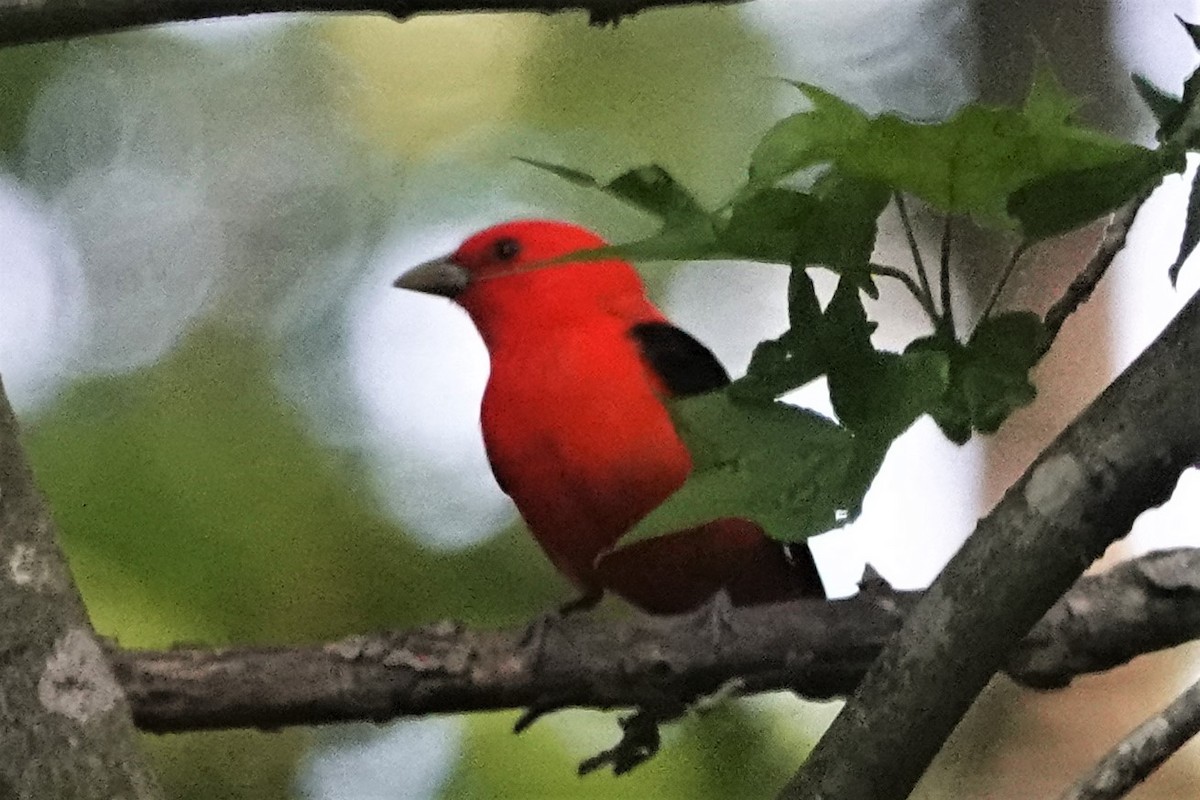 Scarlet Tanager - ML573166461