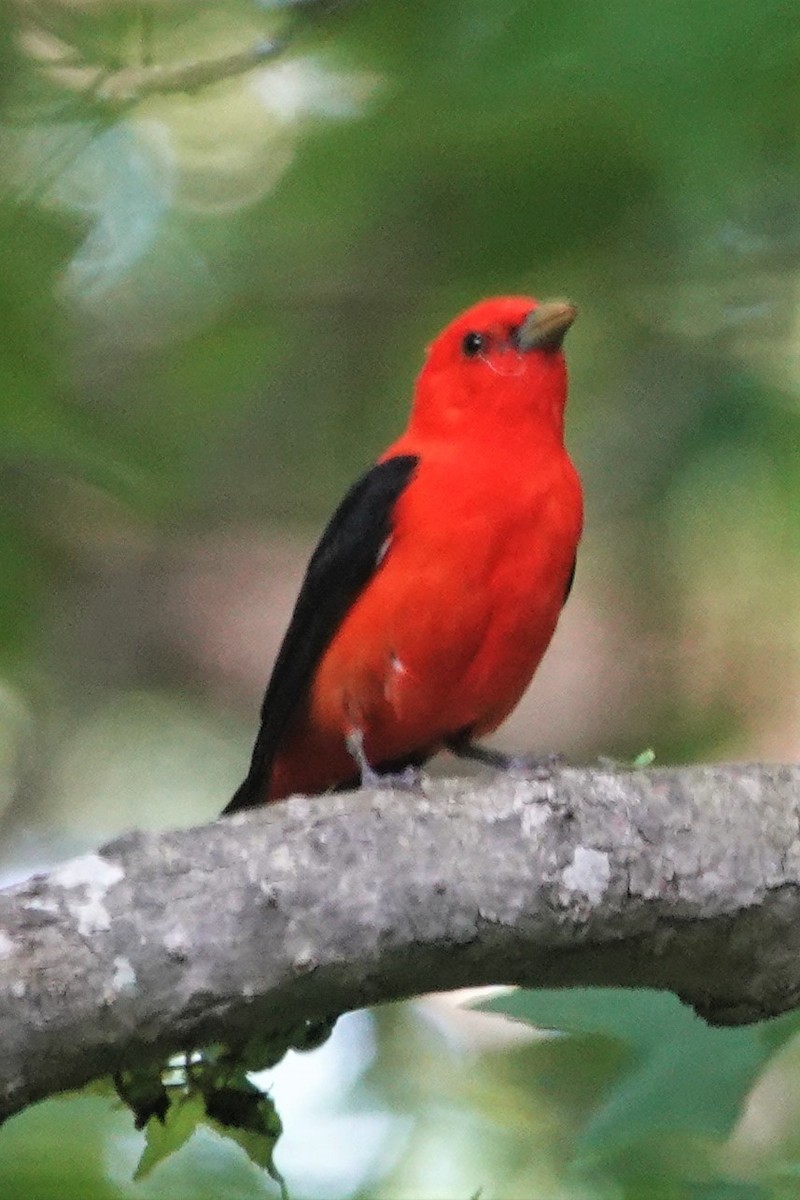 Scarlet Tanager - ML573166571