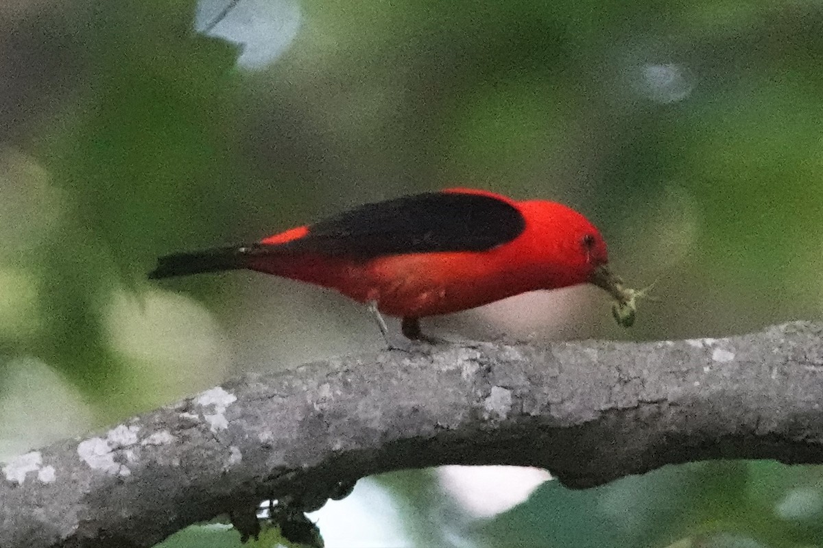Scarlet Tanager - ML573166761