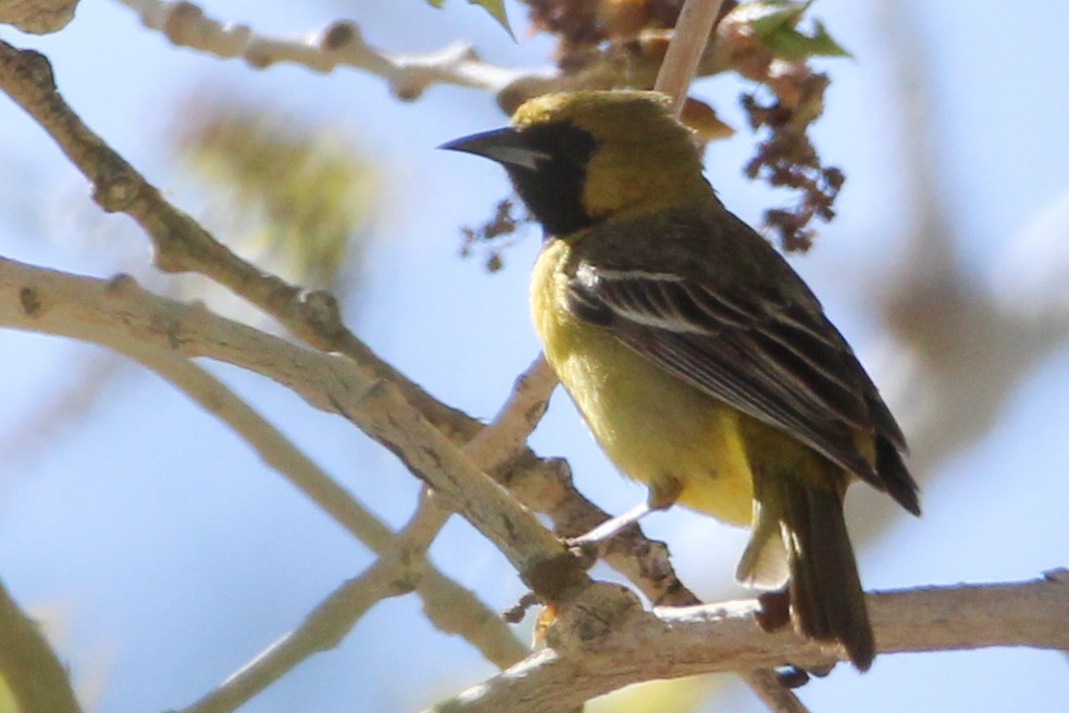 Orchard Oriole - ML573166921