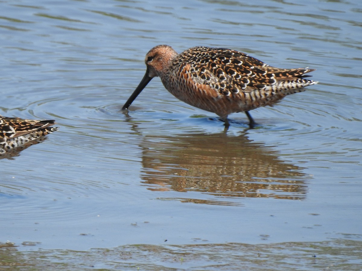 Long-billed Dowitcher - ML573172871