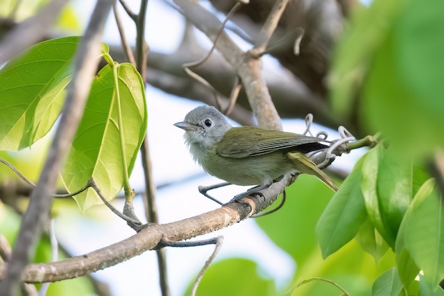 Lesser Greenlet