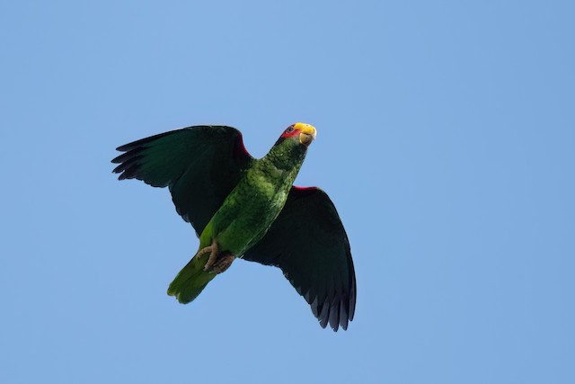 Yellow-lored Amazon