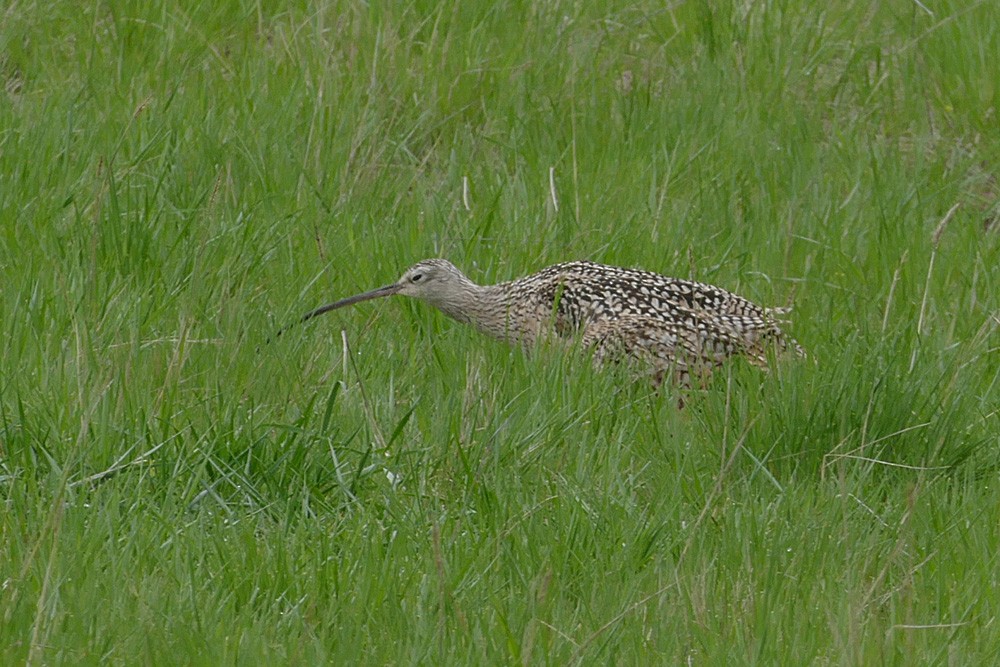 Long-billed Curlew - ML57318151