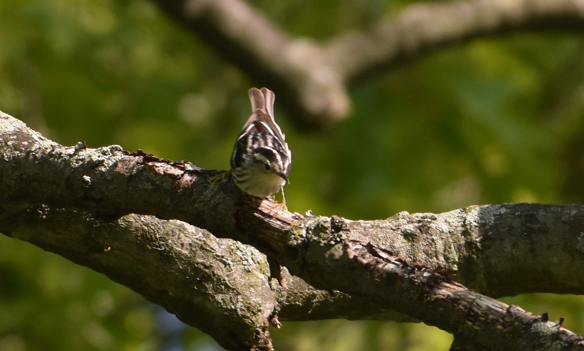 Black-and-white Warbler - ML573182561