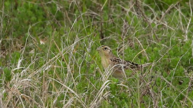 Grasshopper Sparrow - ML573183261