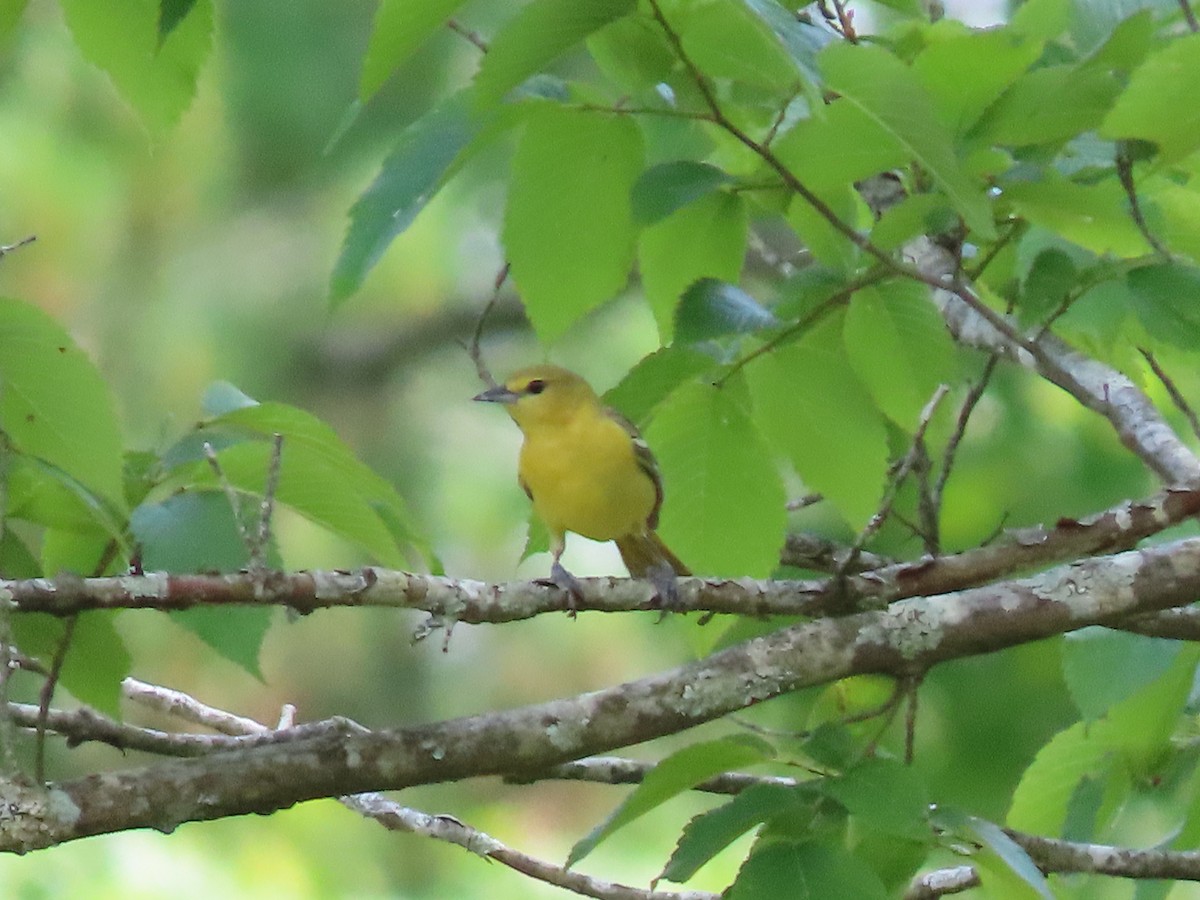 Orchard Oriole - ML573183741