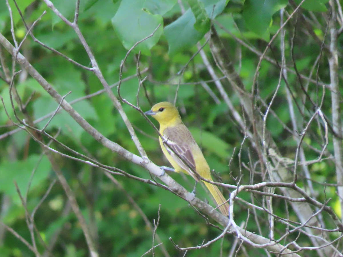 Orchard Oriole - ML573183751