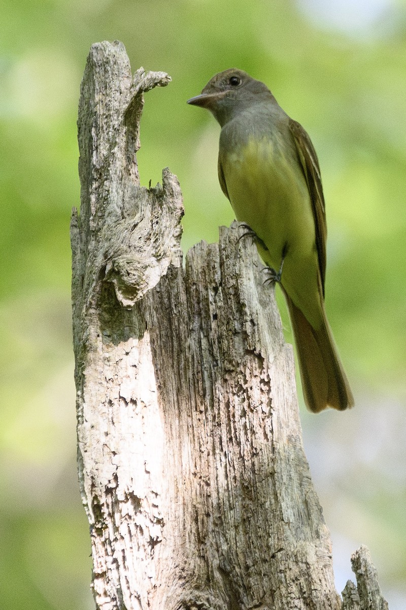 Great Crested Flycatcher - ML573186431