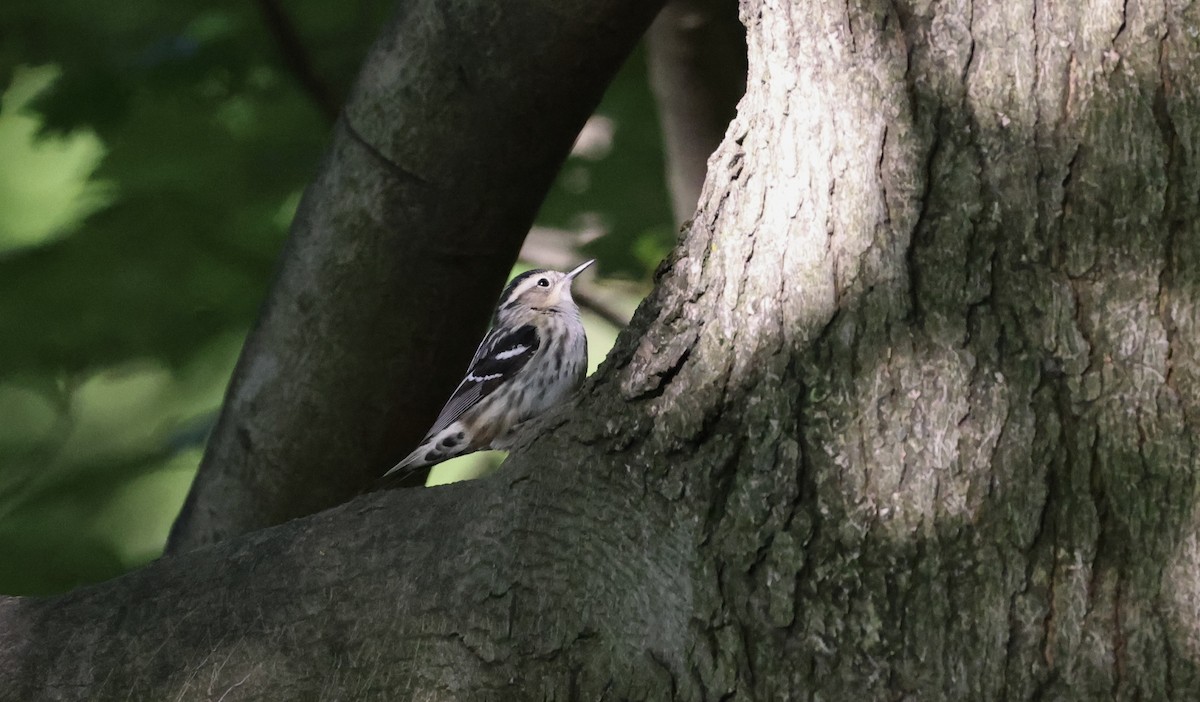 Black-and-white Warbler - ML573187441