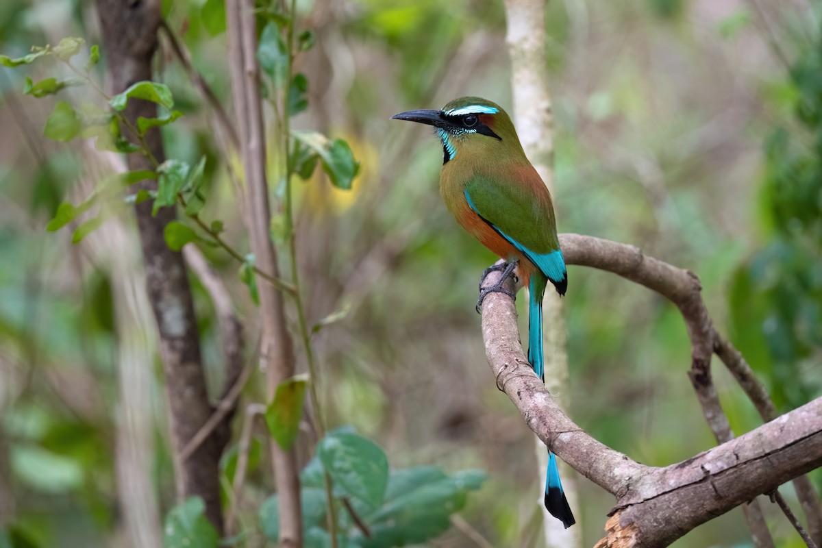 Turquoise-browed Motmot - Adam Jackson