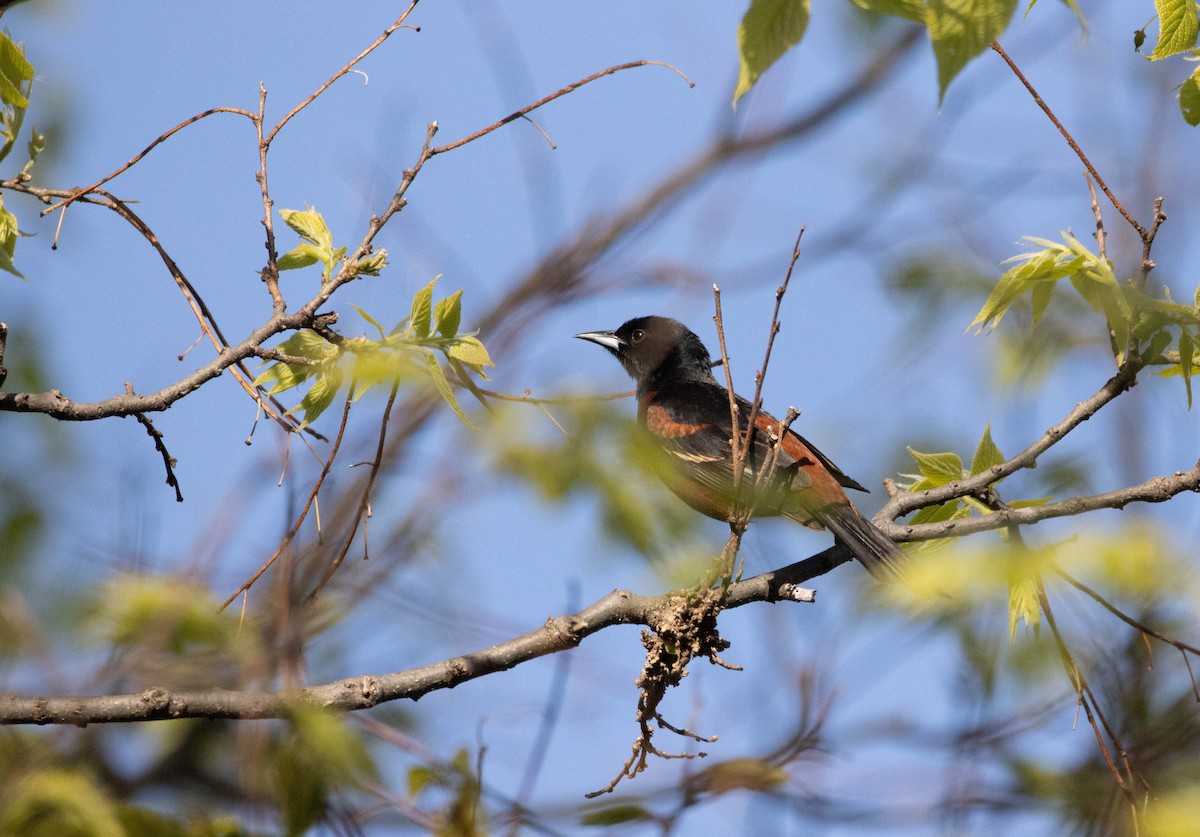 Orchard Oriole - ML573188281