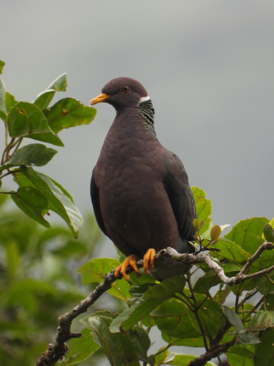 Band-tailed Pigeon - ML573189911