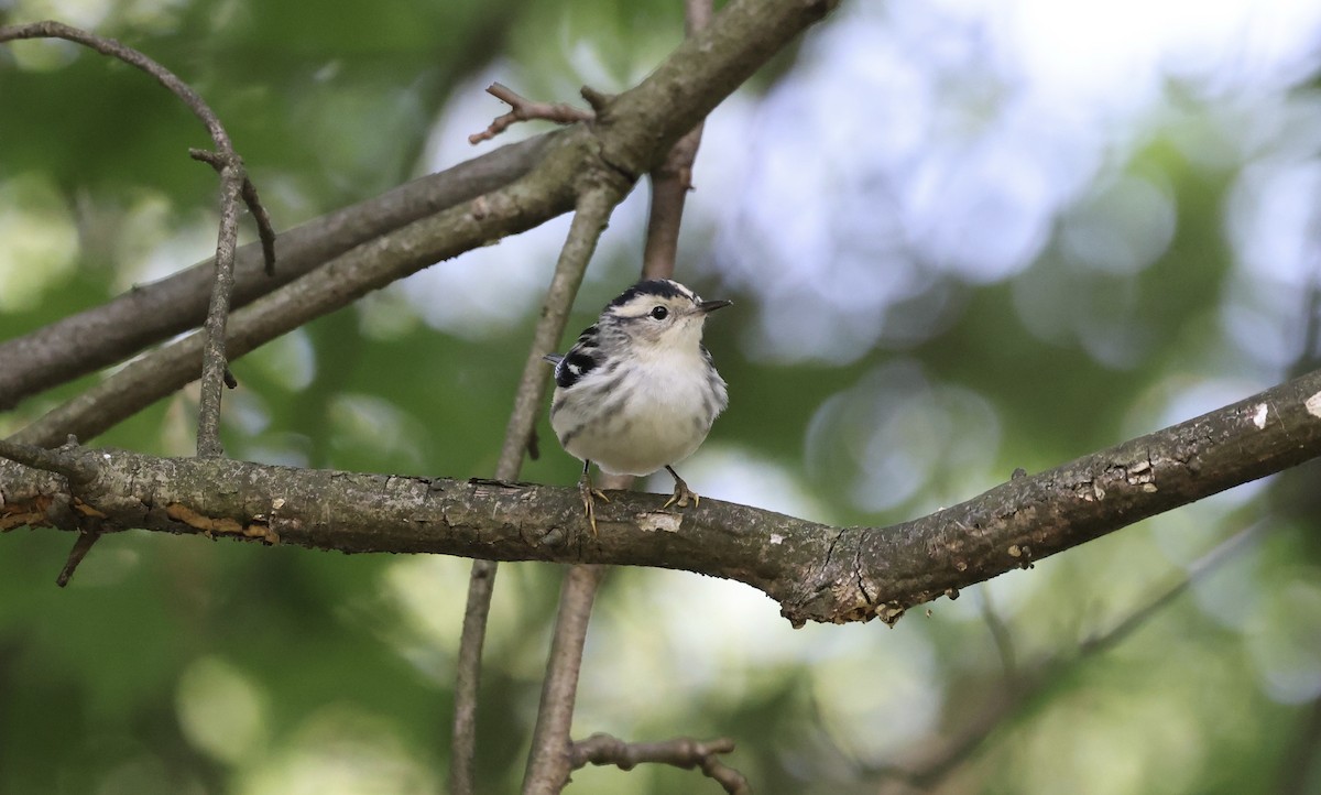 Black-and-white Warbler - ML573190081