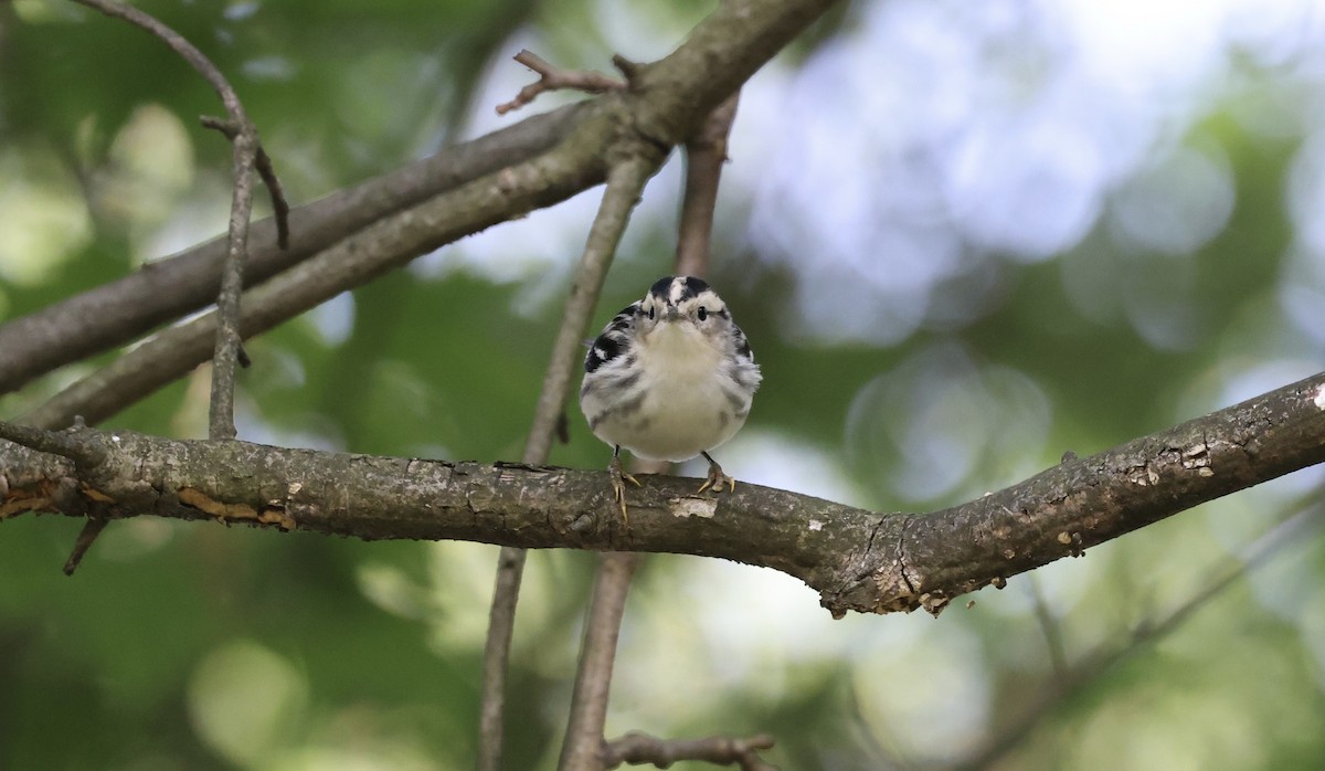 Black-and-white Warbler - ML573190091