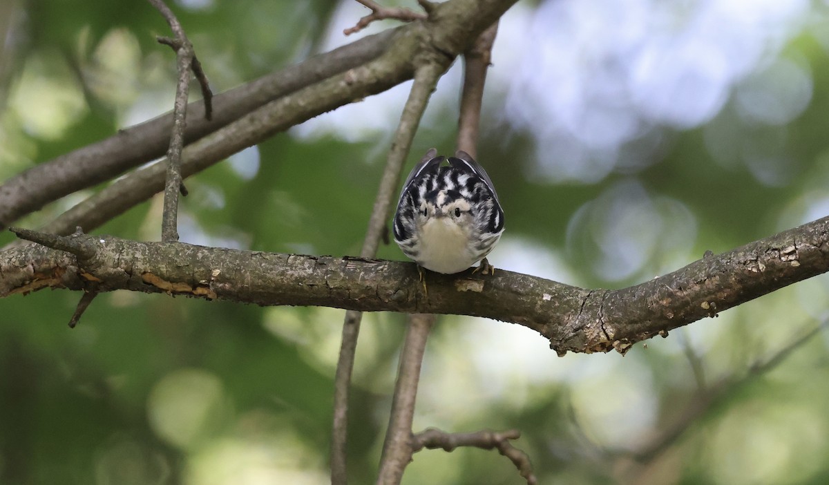 Black-and-white Warbler - ML573190111