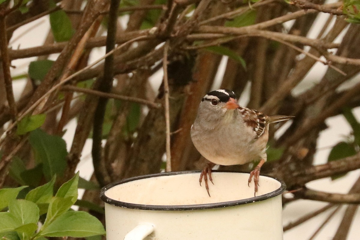 White-crowned Sparrow - ML573191751