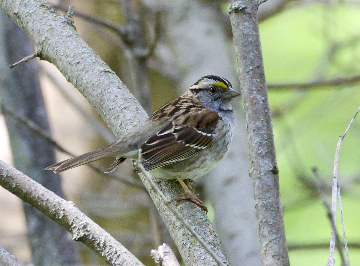 White-throated Sparrow - ML573193191