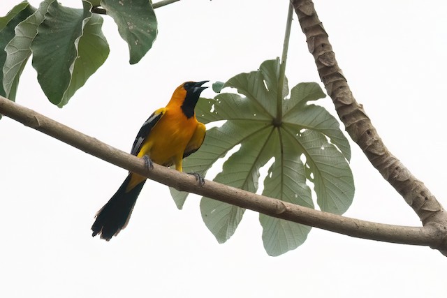 Orange Oriole