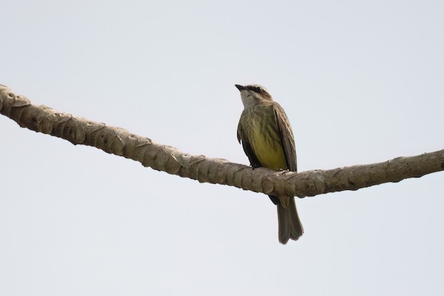 Piratic Flycatcher