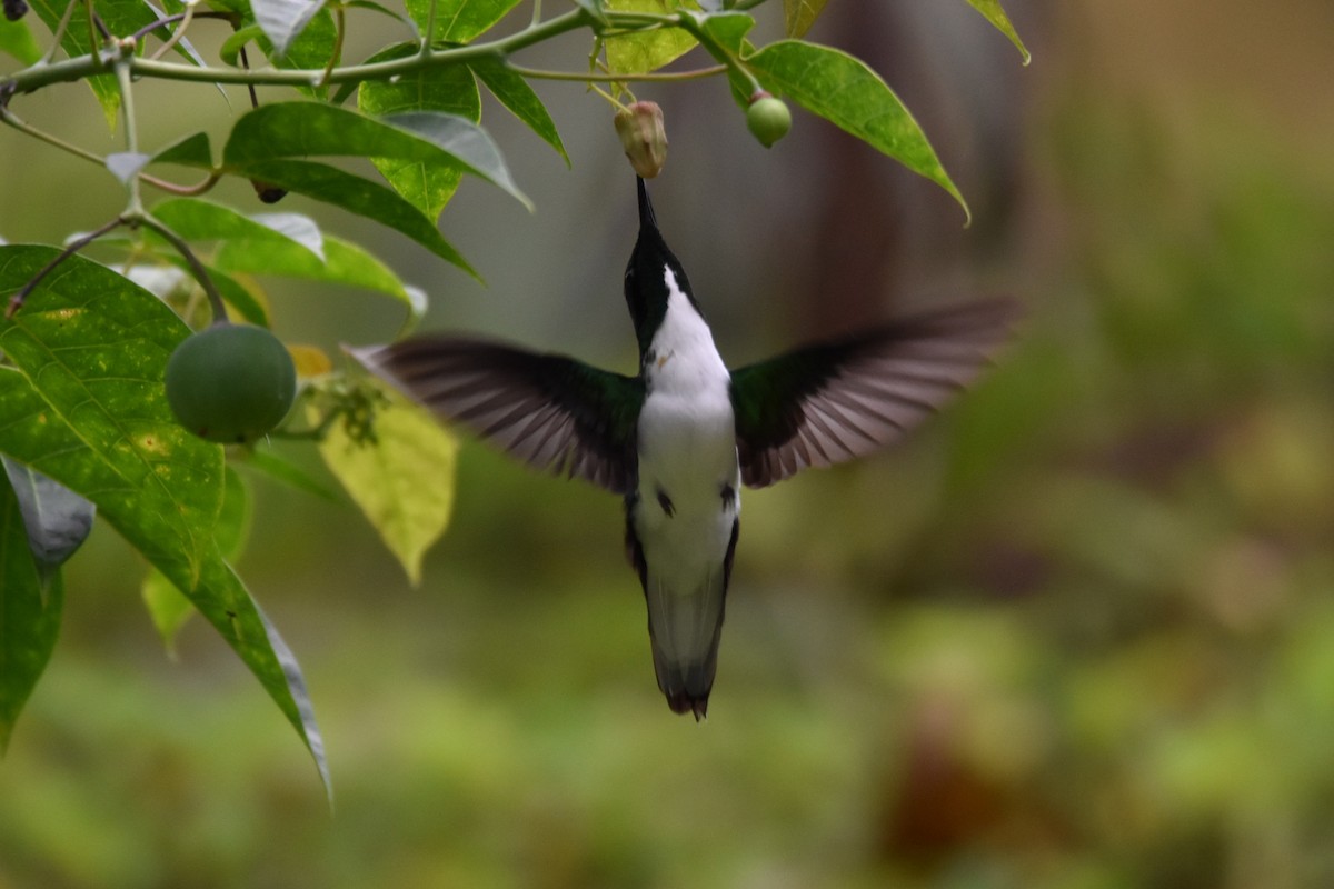 kolibřík černouchý - ML573197441