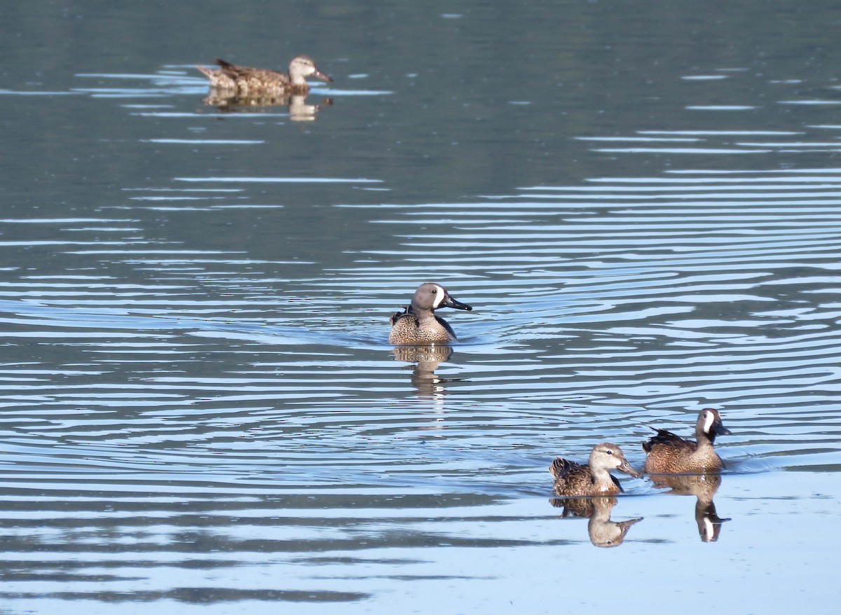 Blue-winged Teal - ML573201081