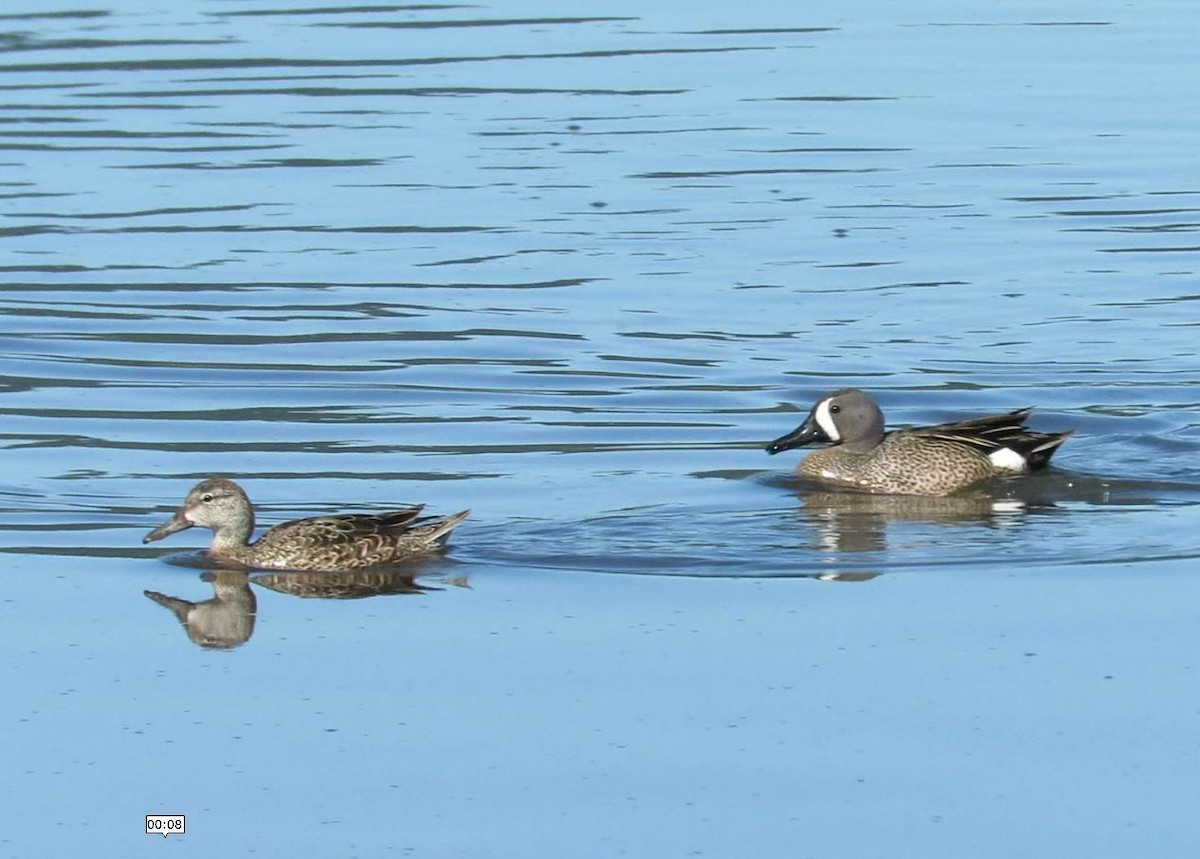 Blue-winged Teal - ML573201121