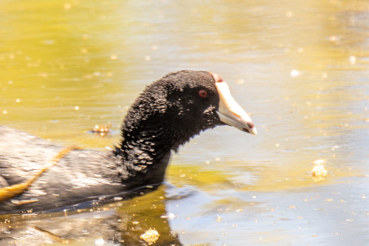 American Coot (Red-shielded) - ML573203911