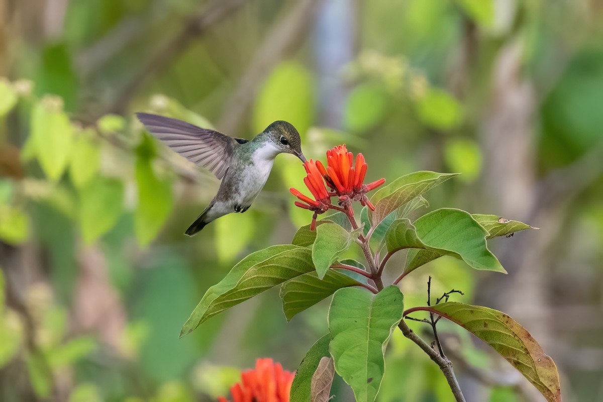 White-bellied Emerald - ML573204391