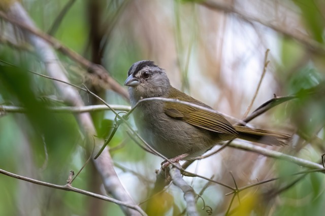 Green-backed Sparrow
