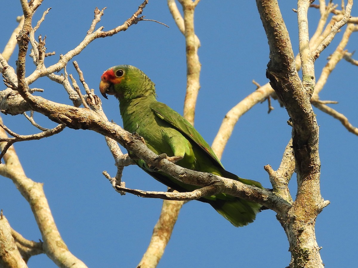 Red-lored Parrot - ML573208231