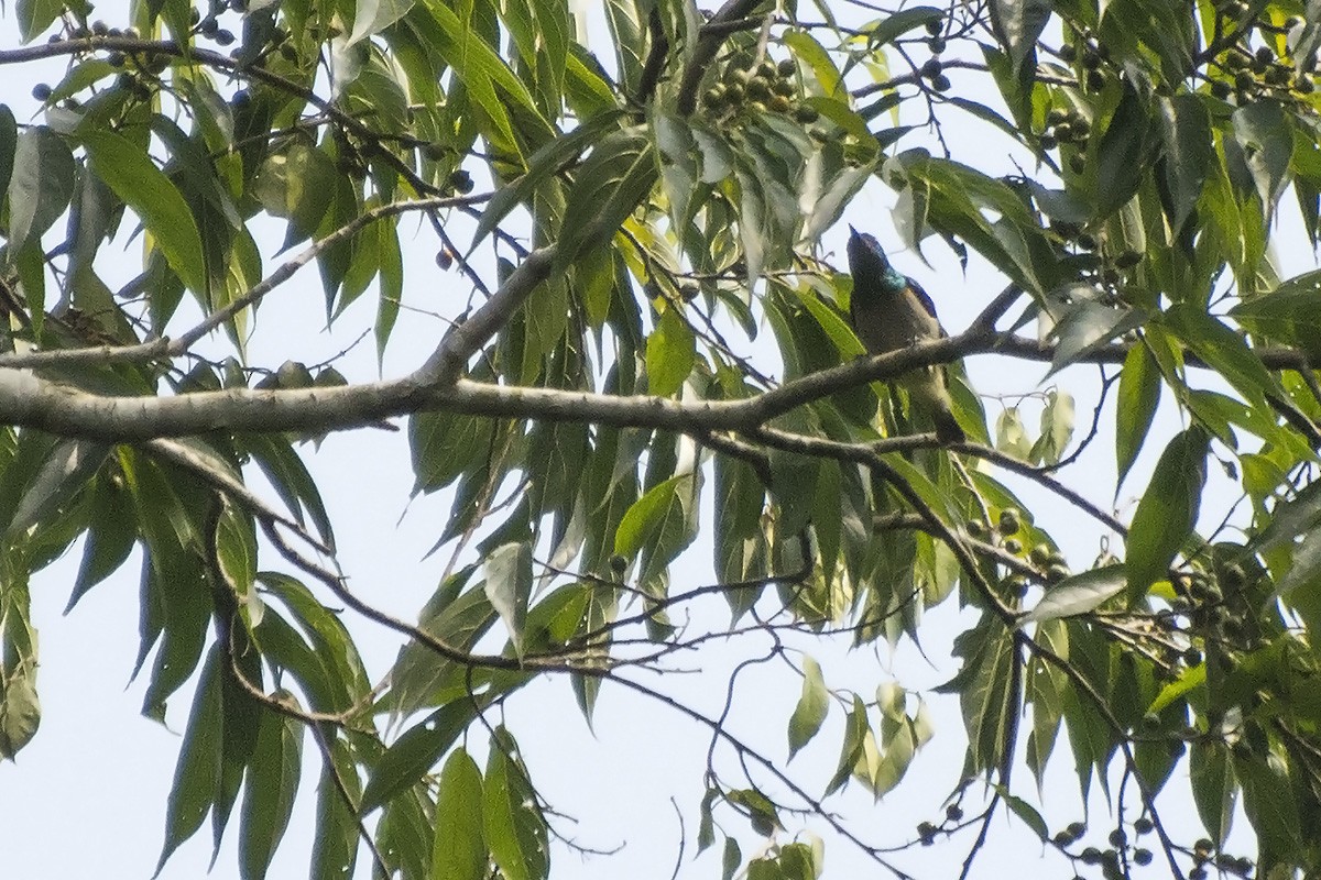 Green Sunbird (Gray-throated) - ML573208471