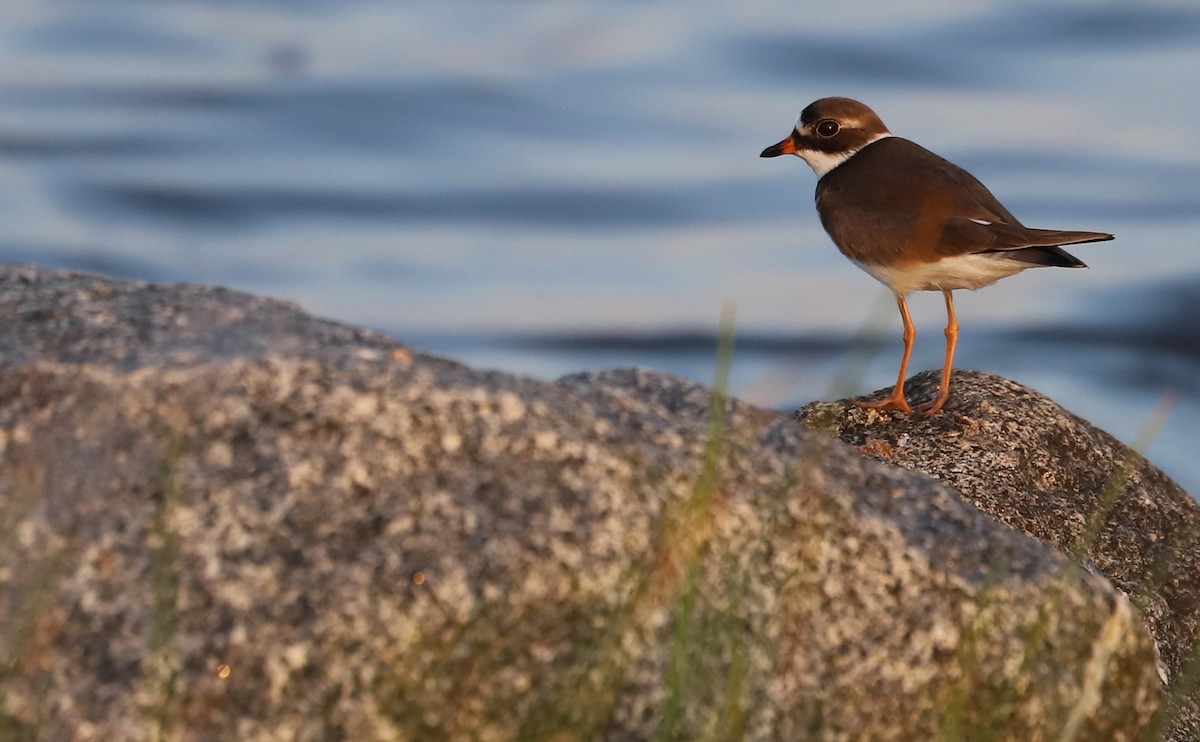 Semipalmated Plover - ML573215701
