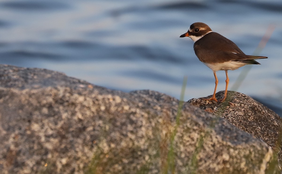 Semipalmated Plover - ML573215771