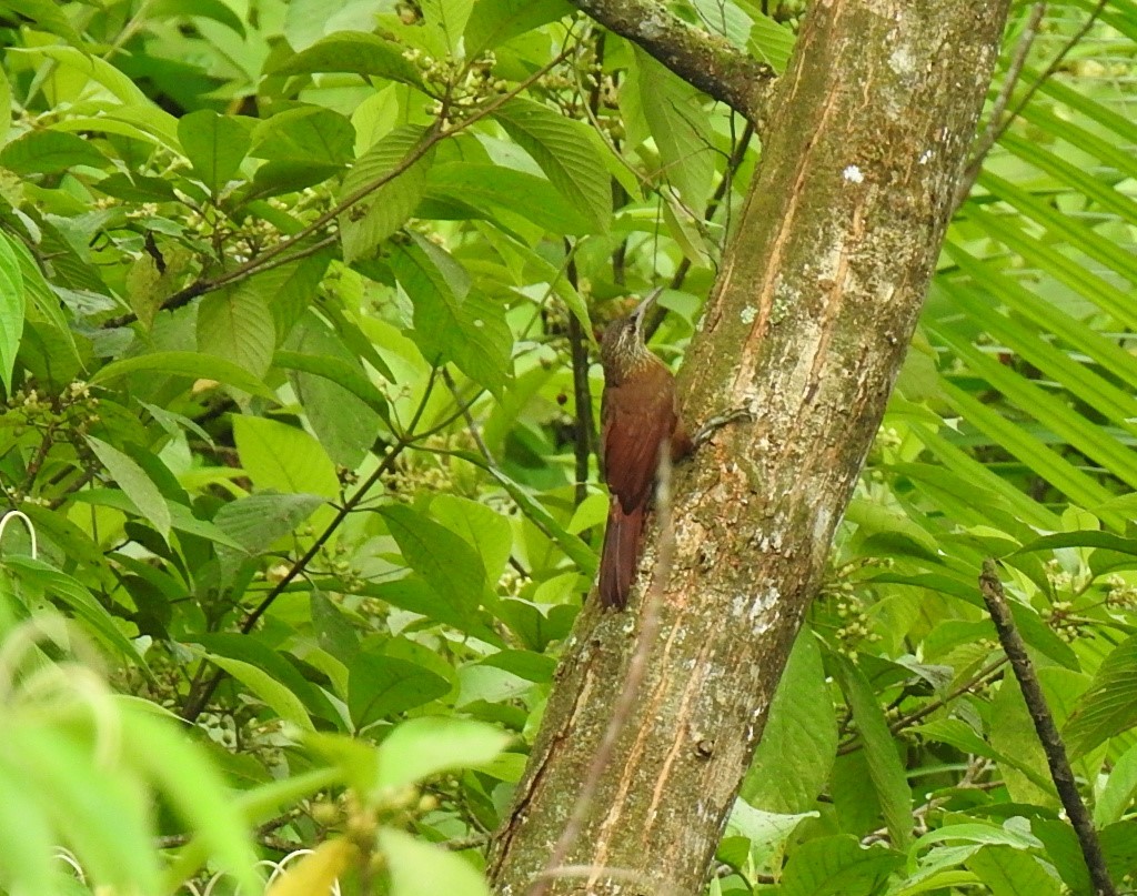 Strong-billed Woodcreeper (Central American) - ML573216381