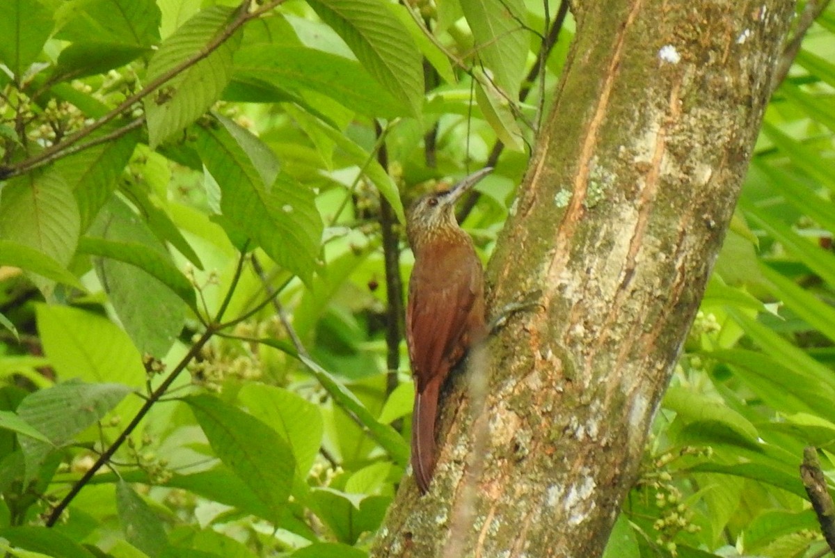 Strong-billed Woodcreeper (Central American) - ML573216391