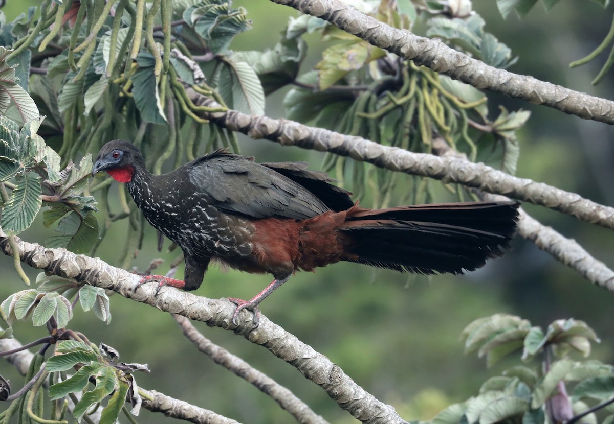 eBird Checklist - 8 Apr 2023 - Monteverde--Hotel de Montaña Monteverde ...