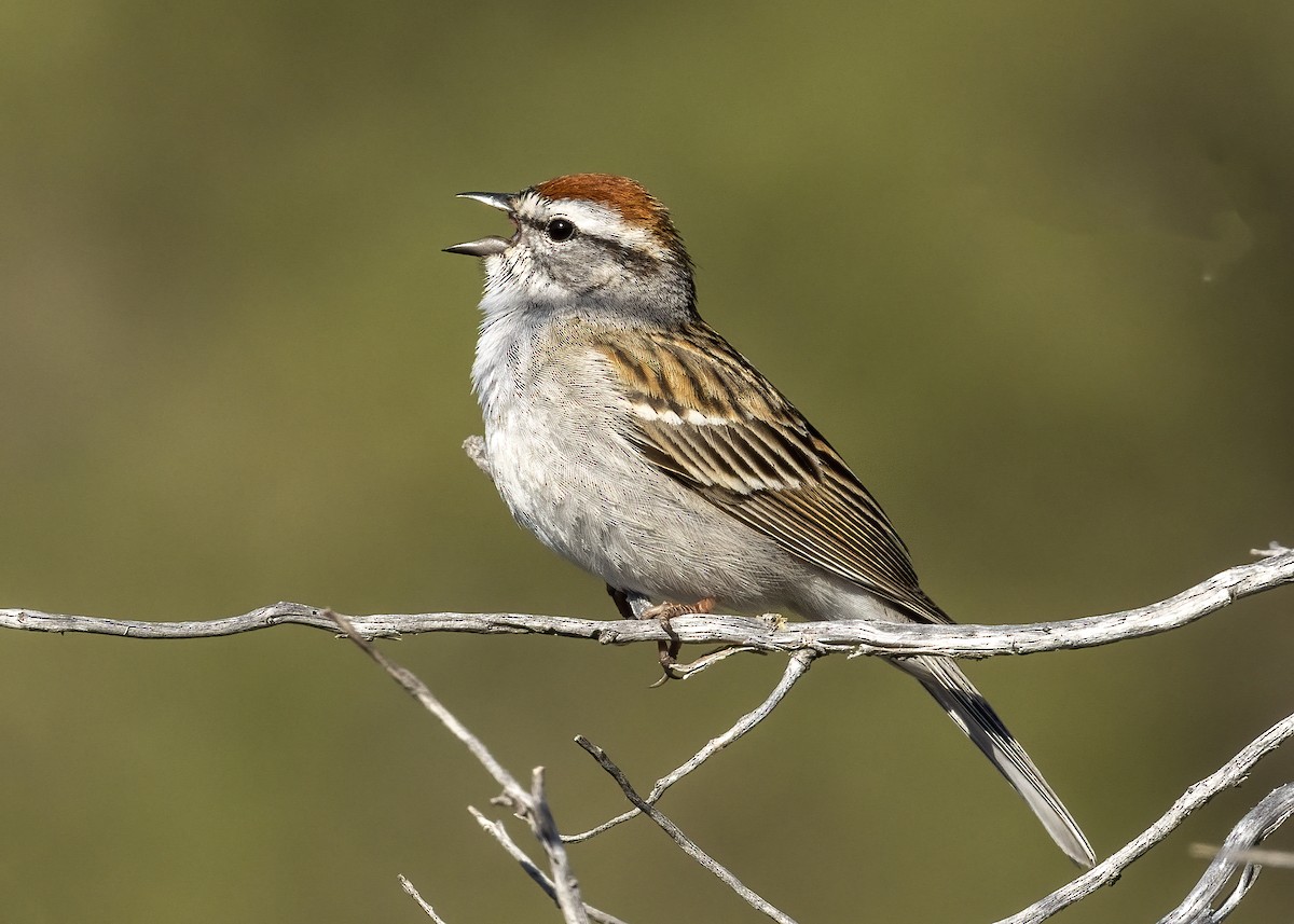 Chipping Sparrow - ML573222501