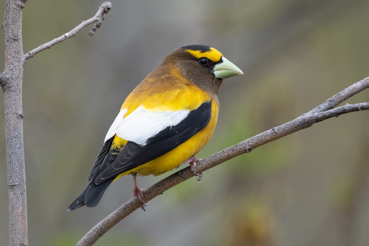 eBird Checklist - 16 May 2023 - Observatoire d'oiseaux de Tadoussac ...