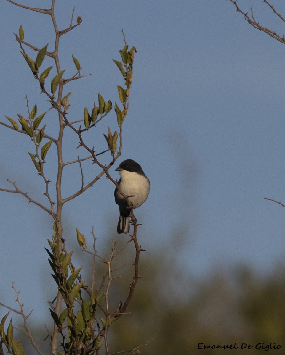 Black-capped Warbling Finch - ML573227351