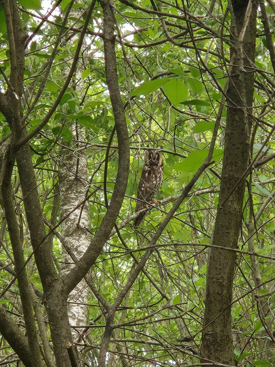 Long-eared Owl - ML573231051