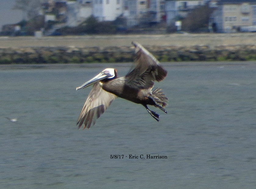 pelikán hnědý - ML57323241