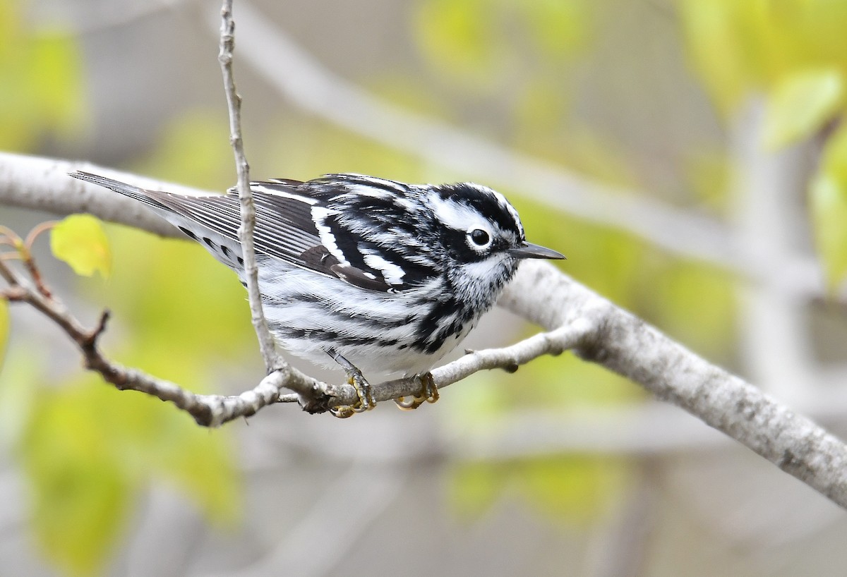 Black-and-white Warbler - André Lanouette