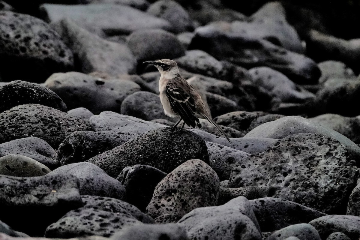 Galapagos Mockingbird - Sherri Brown