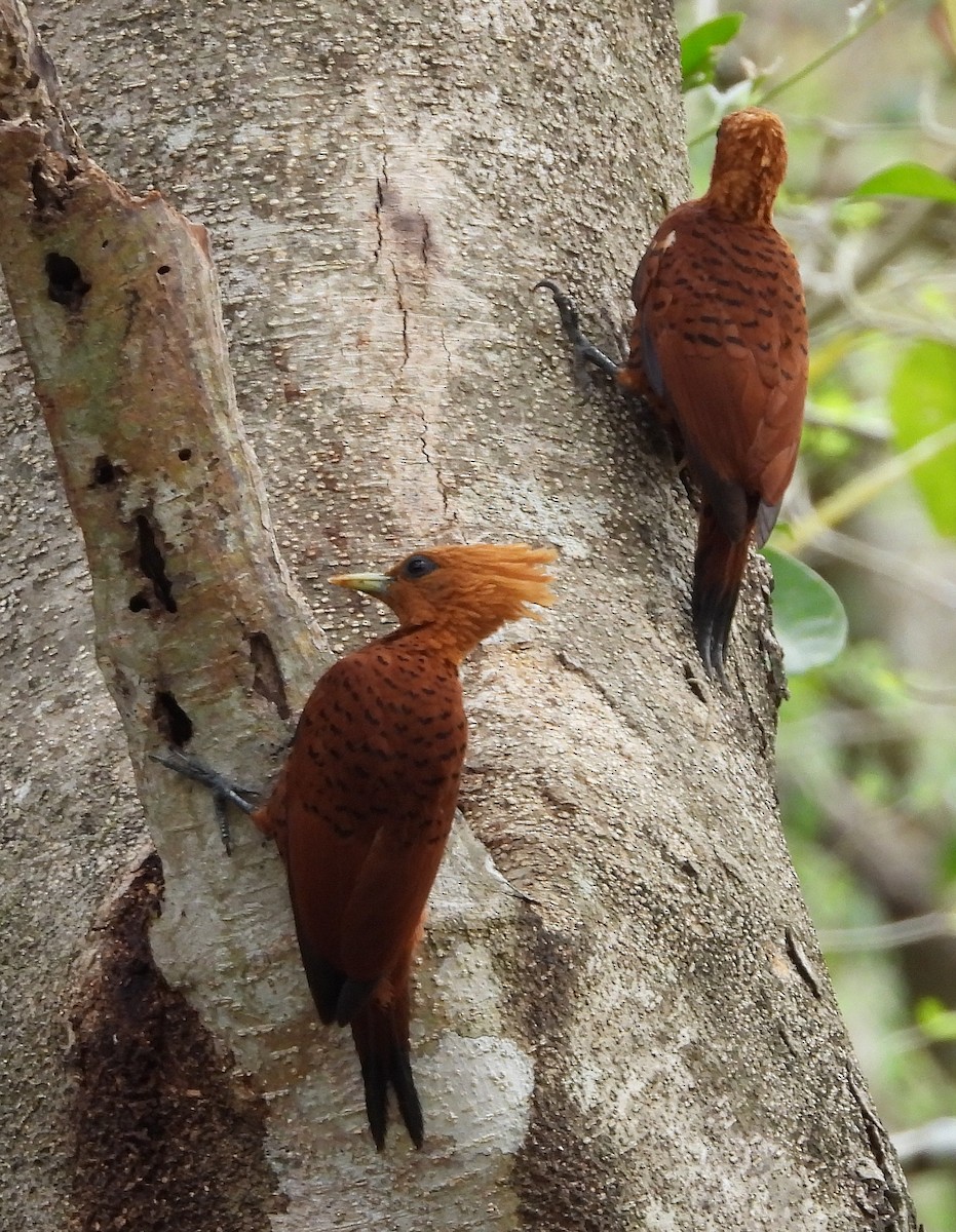 Chestnut-colored Woodpecker - ML573234431