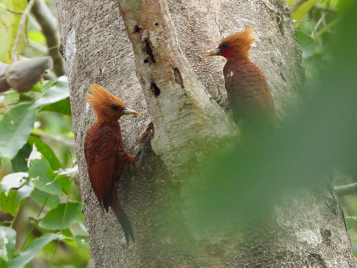 Chestnut-colored Woodpecker - ML573234441